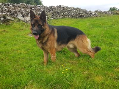 Female German Shepherd Pup IKC registered