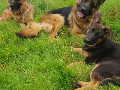 Female German Shepherd Pup IKC registered