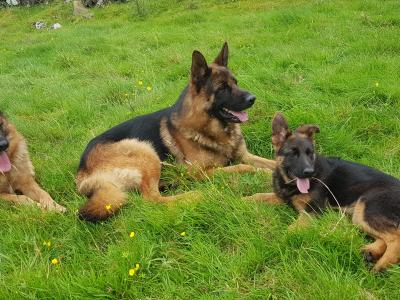 Female German Shepherd Pup IKC registered