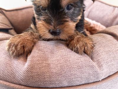 Miniature Yorkshire pups terrier for sale