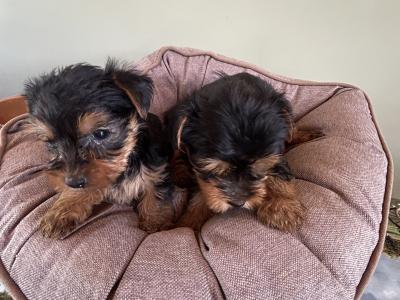 Miniature Yorkshire pups terrier for sale