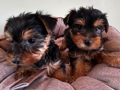 Miniature Yorkshire pups terrier for sale