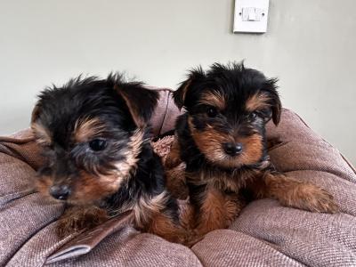 Miniature Yorkshire pups terrier for sale