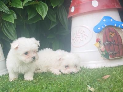 Adorable Maltese puppies