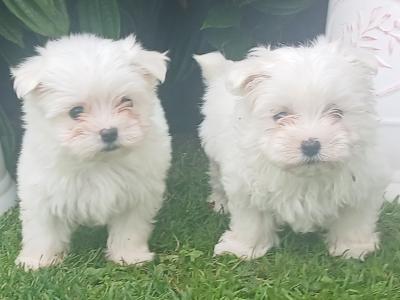 Adorable Maltese puppies