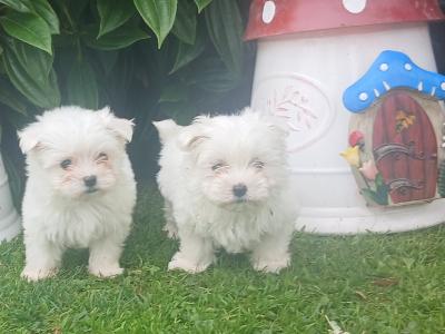 Adorable Maltese puppies