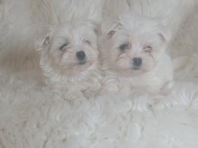 Adorable Maltese puppies