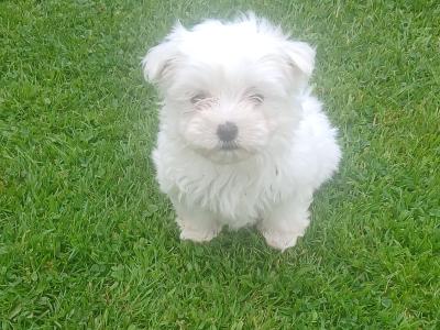 Adorable Maltese puppies