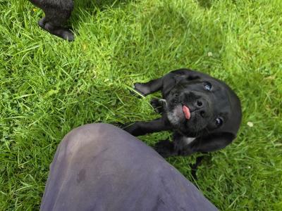 Springador (Labrador x Springer Spaniel) puppies in Kilkenny