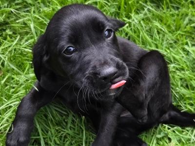 Springador (Labrador x Springer Spaniel) puppies in Kilkenny