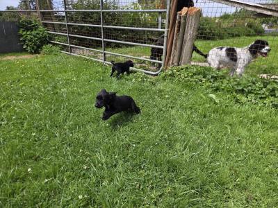 Springador (Labrador x Springer Spaniel) puppies in Kilkenny