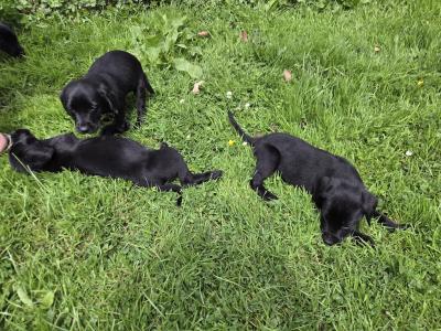 Springador (Labrador x Springer Spaniel) puppies in Kilkenny