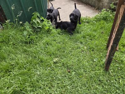 Springador (Labrador x Springer Spaniel) puppies in Kilkenny
