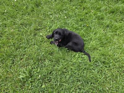 Springador (Labrador x Springer Spaniel) puppies in Kilkenny