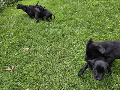 Springador (Labrador x Springer Spaniel) puppies in Kilkenny