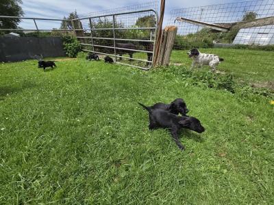 Springador (Labrador x Springer Spaniel) puppies in Kilkenny