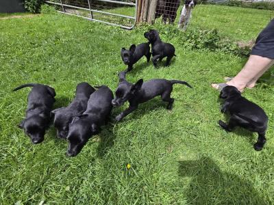 Springador (Labrador x Springer Spaniel) puppies in Kilkenny