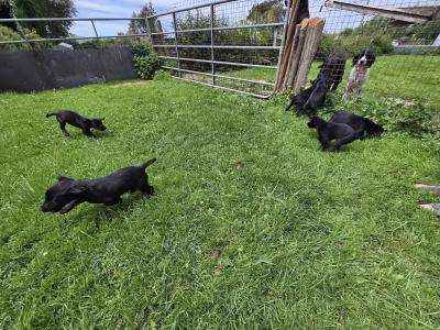 Springador (Labrador x Springer Spaniel) puppies in Kilkenny