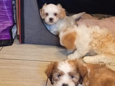 Cavatzu puppies
