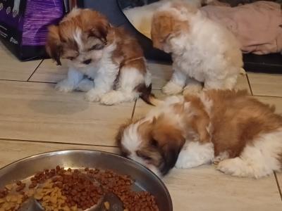 Cavatzu puppies
