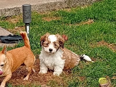 Cavatzu puppies