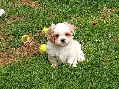 Cavatzu puppies