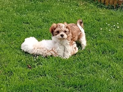 Cavatzu puppies