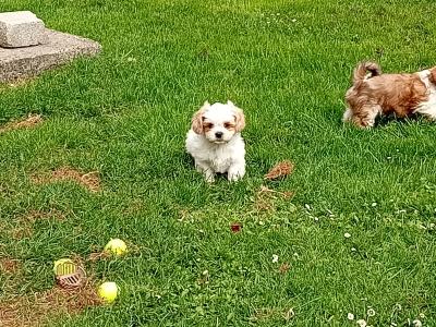 Cavatzu puppies