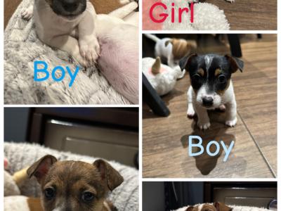 Gorgeous Jack Russell Terrier puppies for sale in Longford