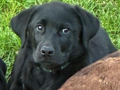 Black male Labrador puppy in Cork