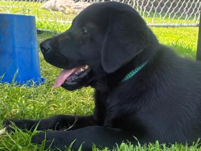 Black male Labrador puppy in Cork
