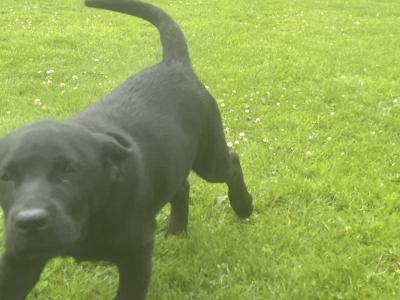 Black male Labrador puppy in Cork