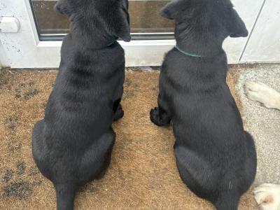 Black male Labrador puppy in Cork