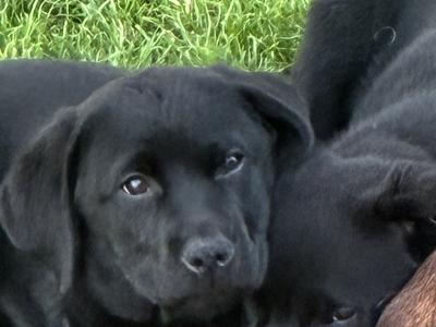 Black male Labrador puppy in Cork