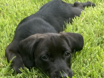 Dachshund x Jack Russell Cross puppies in Wexford