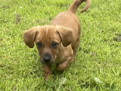 Dachshund x Jack Russell Cross puppies in Wexford