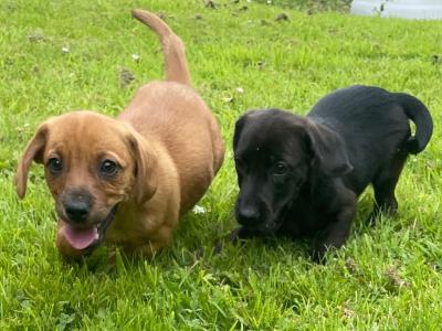 Dachshund x Jack Russell puppies in Wexford