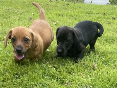 Dachshund x Jack Russell Cross puppies in Wexford