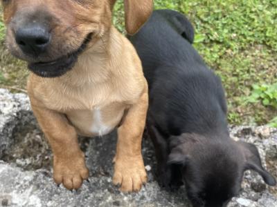 Dachshund x Jack Russell Cross puppies in Wexford