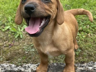 Dachshund x Jack Russell Cross puppies in Wexford