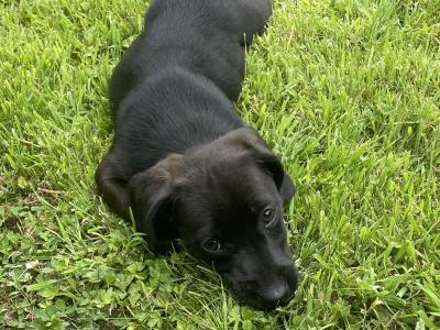 Dachshund x Jack Russell Cross puppies in Wexford