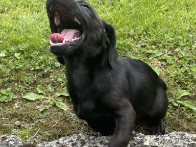 Dachshund x Jack Russell Cross puppies in Wexford