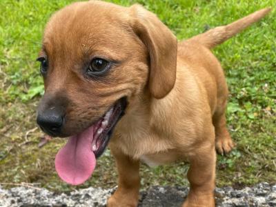 Dachshund x Jack Russell Cross puppies in Wexford