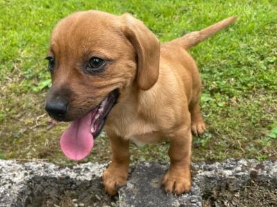 Dachshund x Jack Russell puppies in Wexford