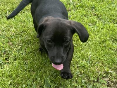 Dachshund x Jack Russell Cross puppies in Wexford