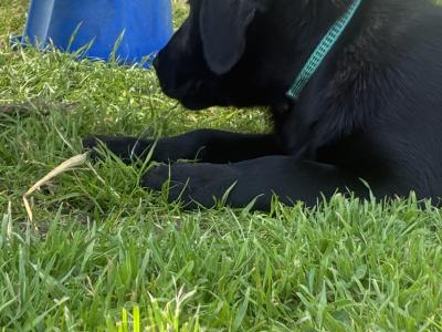 Black male Labrador puppy in Cork