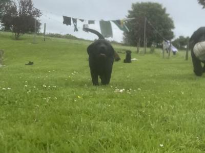 Black male Labrador puppy in Cork
