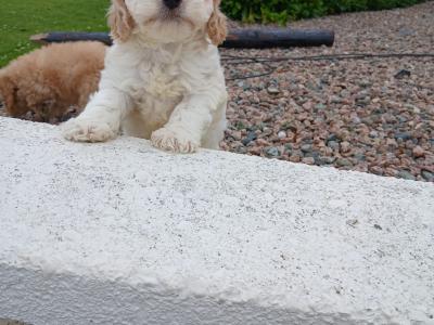 Cockapoo puppies in Wexford