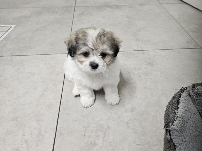 Shishon (Shih Tzu x Bichon Frise) puppies for sale in Kildare