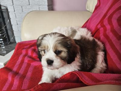 Shishon (Shih Tzu x Bichon Frise) puppies for sale in Kildare